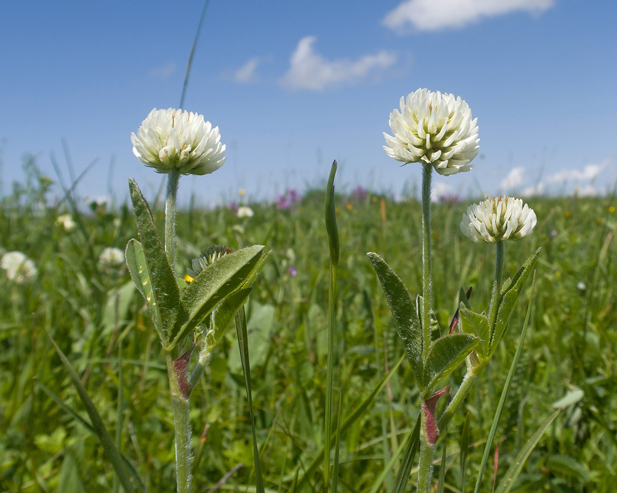 Image of Trifolium montanum specimen.