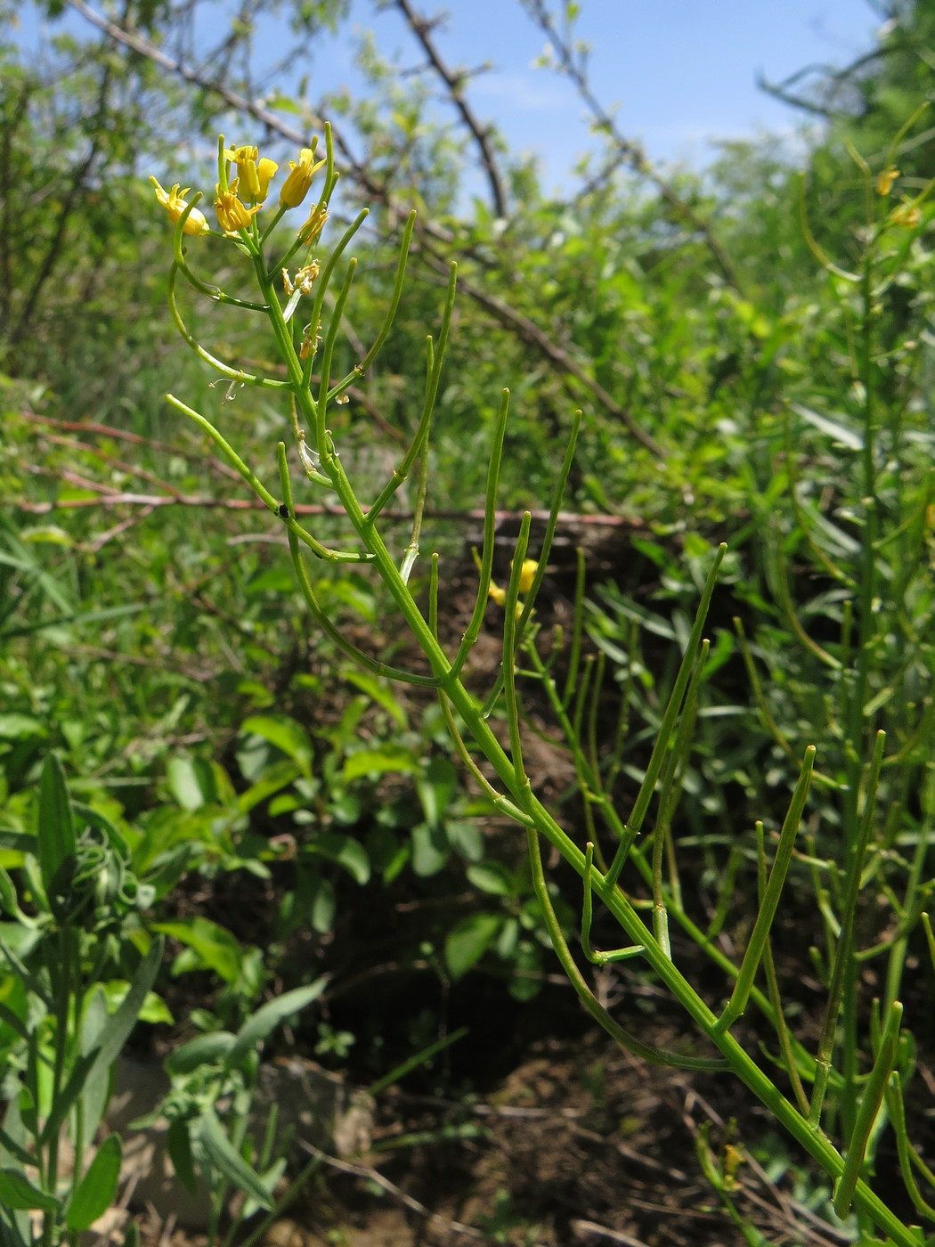 Image of Barbarea plantaginea specimen.