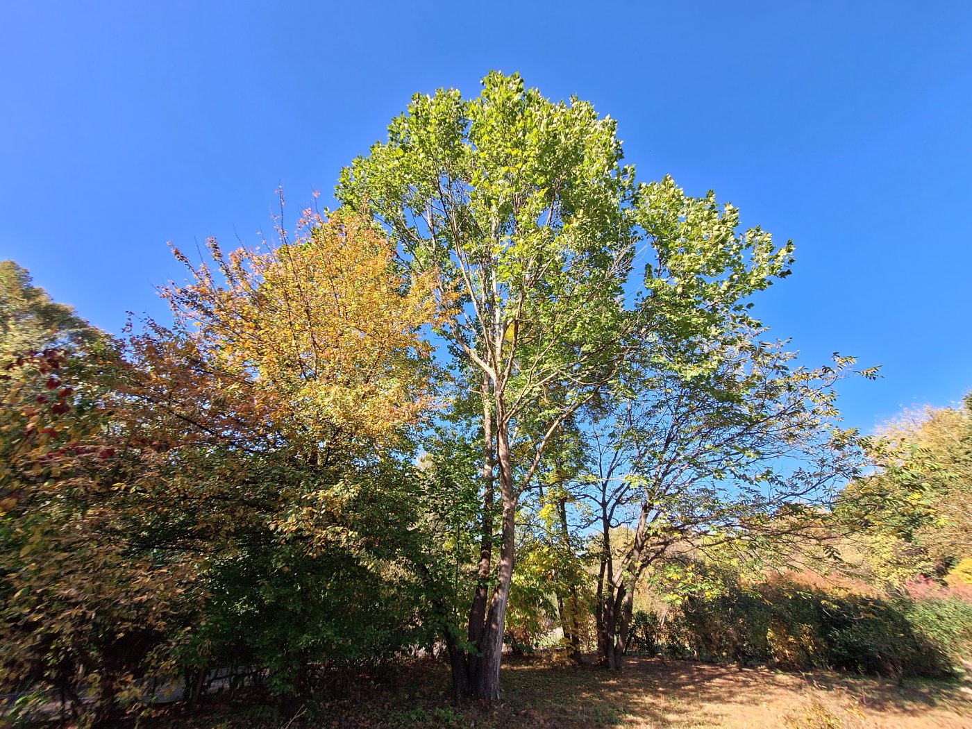 Image of Platanus occidentalis specimen.