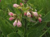 Symphytum × uplandicum. Соцветие. Германия, земля Nordrhein-Westfalen, округ Euskirchen, Iversheim, полоса между железнодорожным полотном и автомобильной дорогой. 29 мая 2010 г.