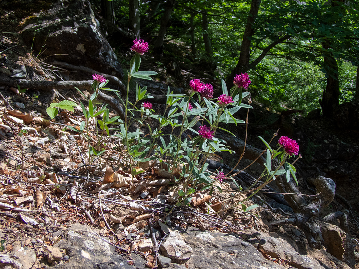 Image of Trifolium alpestre specimen.