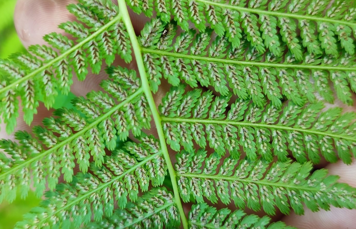 Изображение особи Athyrium filix-femina.