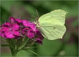 Image of taxon representative. Author is Виталий Гуменюк