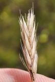 Psathyrostachys juncea