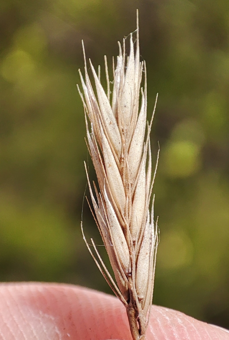 Изображение особи Psathyrostachys juncea.