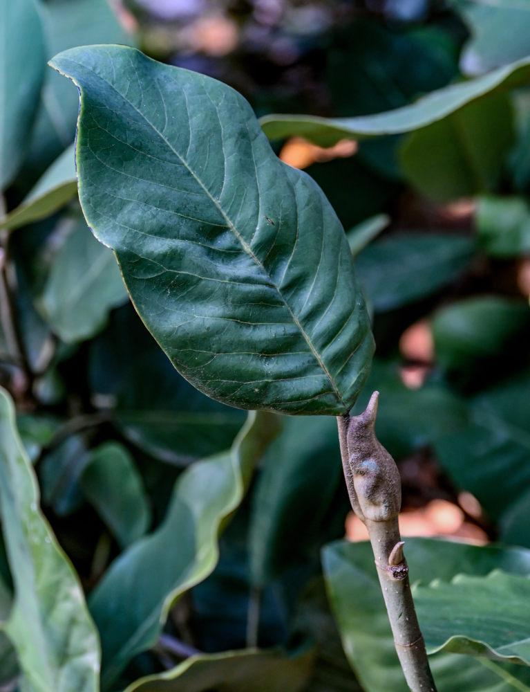 Изображение особи Magnolia delavayi.