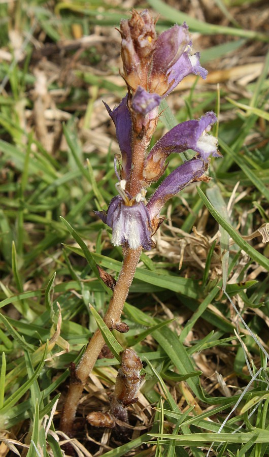 Image of Phelipanche mutelii specimen.