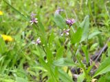 Chorispora tenella