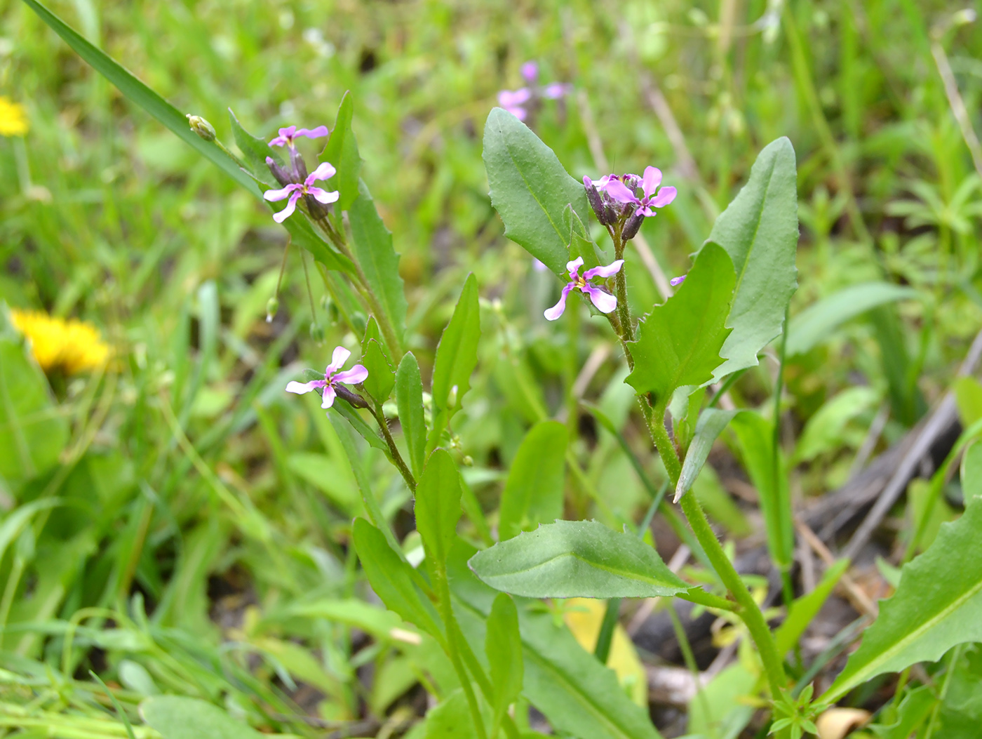 Image of Chorispora tenella specimen.