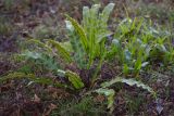 Phyllitis scolopendrium