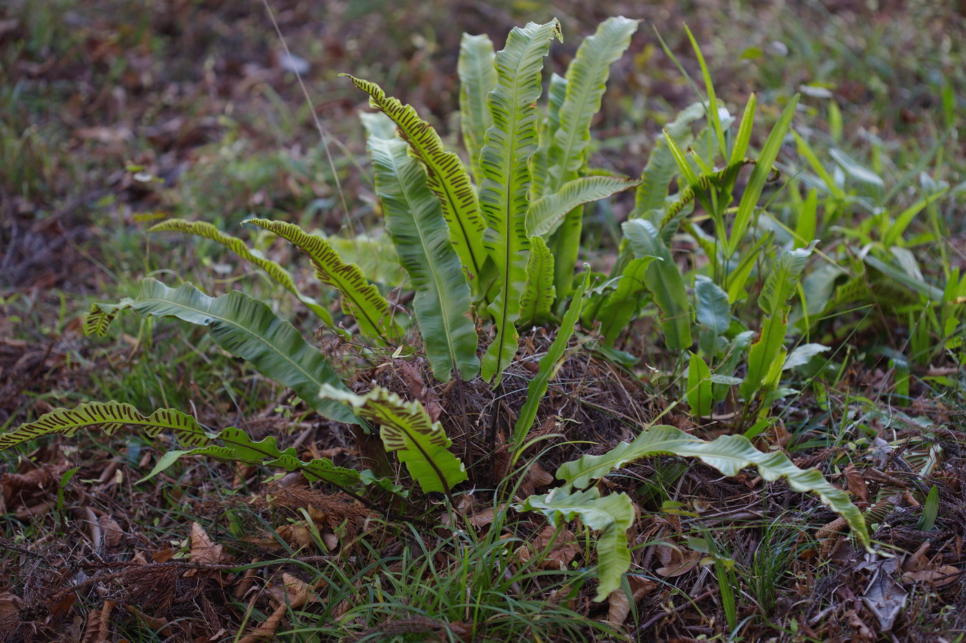 Image of Phyllitis scolopendrium specimen.