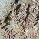 Sedum hispanicum. Часть цветущего растения. Крым, городской округ Ялта, окр. пгт Санаторное (Меллас), заброшенный парк, на каменном ограждении. 09.06.2025.
