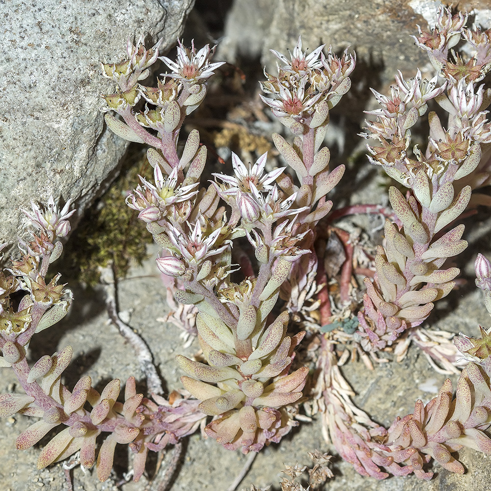Изображение особи Sedum hispanicum.