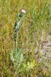 Carduus arabicus