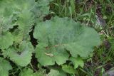 род Arctium. Лист. Турция, ил Карс, окр. г. Дигор, левый берег р. Дигор напротив устья оврага, который спускается от Дигорского карьера, луг, рядом с ивой. 19 мая 2025 г.