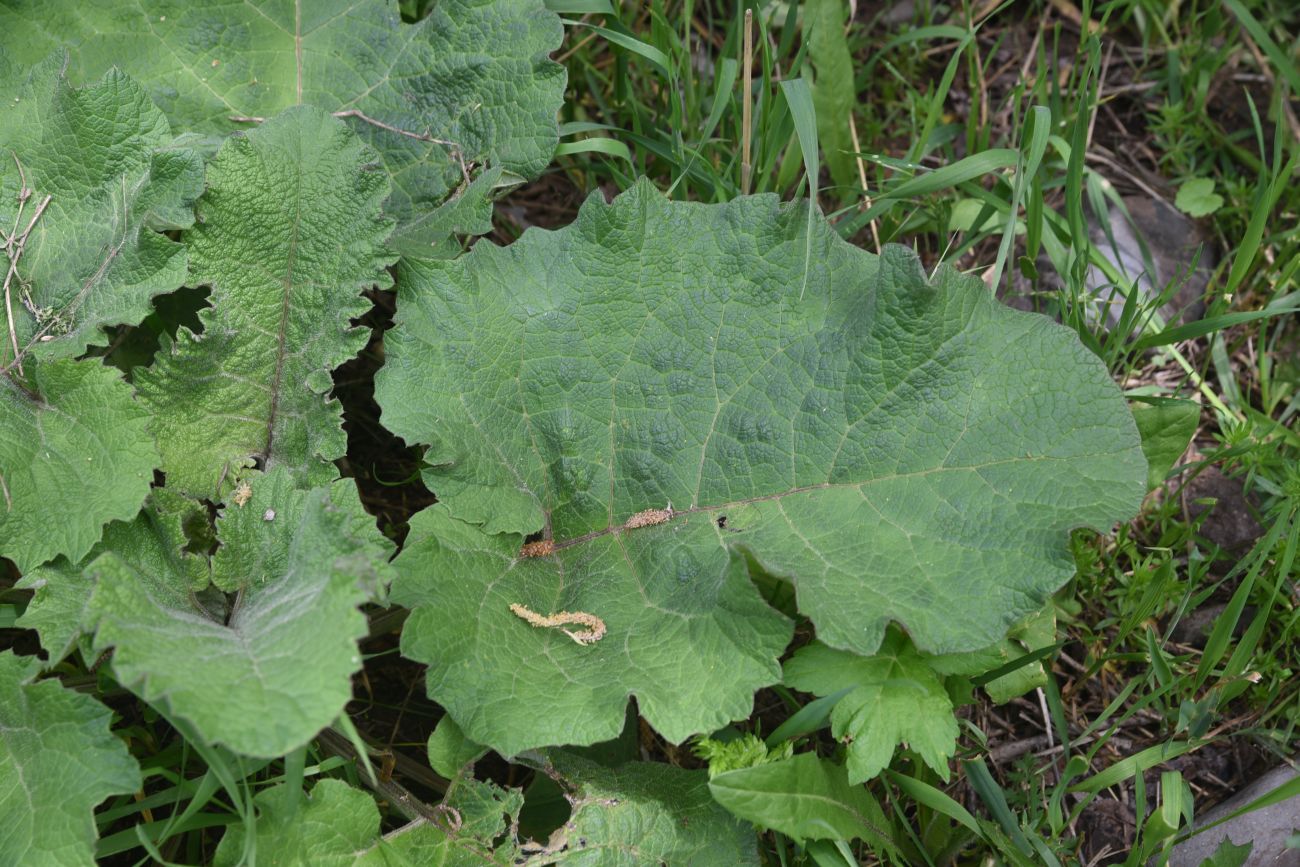 Image of genus Arctium specimen.