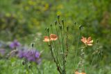 Papaver fugax