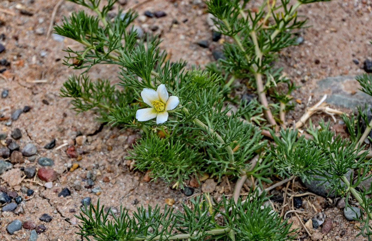 Image of Peganum harmala specimen.