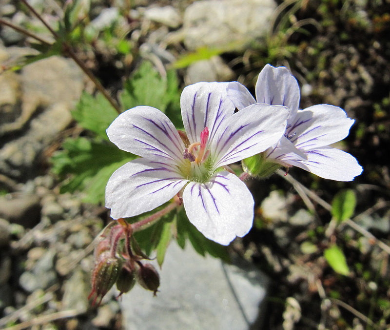 Image of Geranium krylovii specimen.