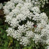 Pimpinella saxifraga
