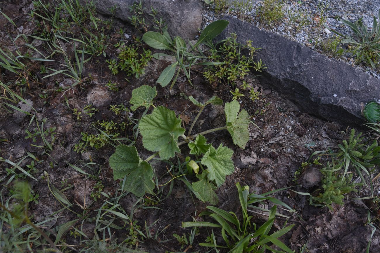 Image of Unknown species specimen.