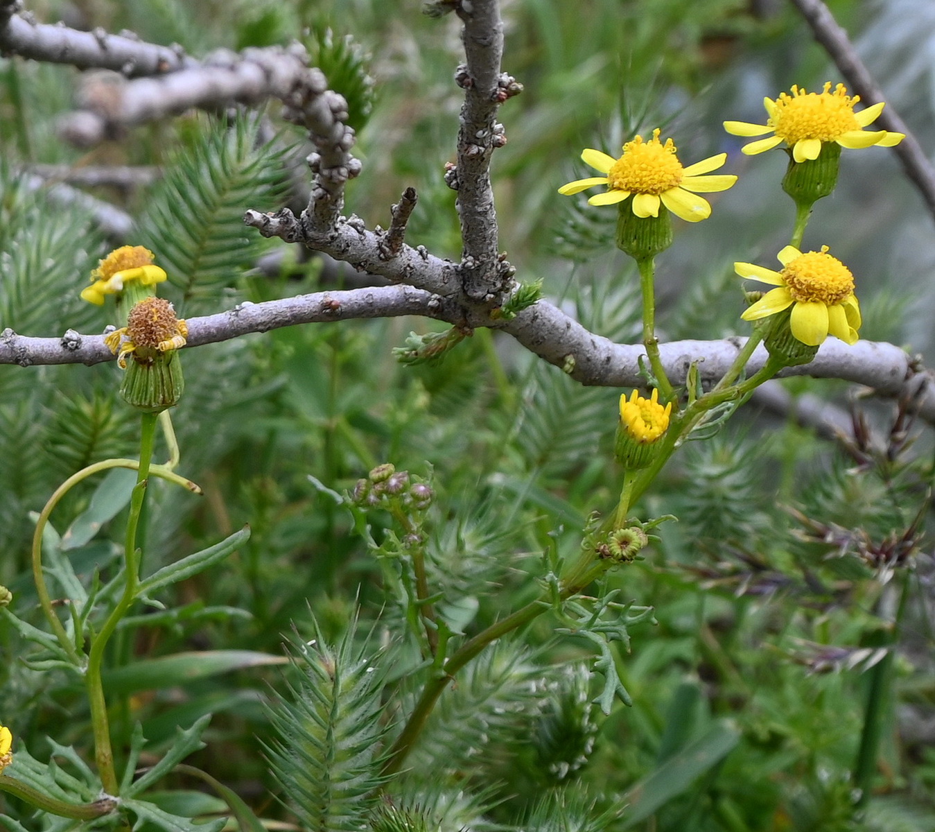 Image of familia Asteraceae specimen.