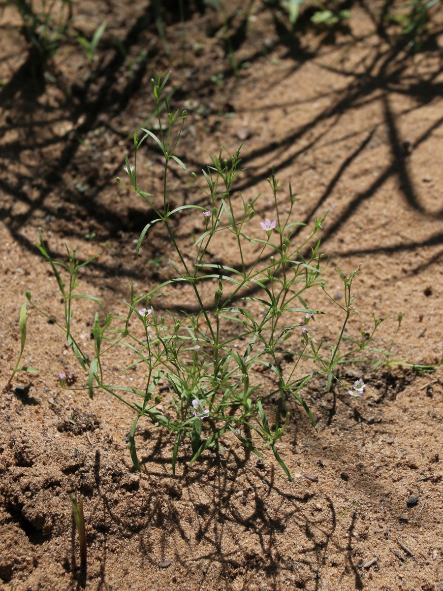 Изображение особи Psammophiliella muralis.