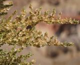 Salsola dendroides