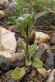 Valerianella echinata. Зацветающее растение. Крым, Балаклава, приморский склон. 11 апреля 2011 г.