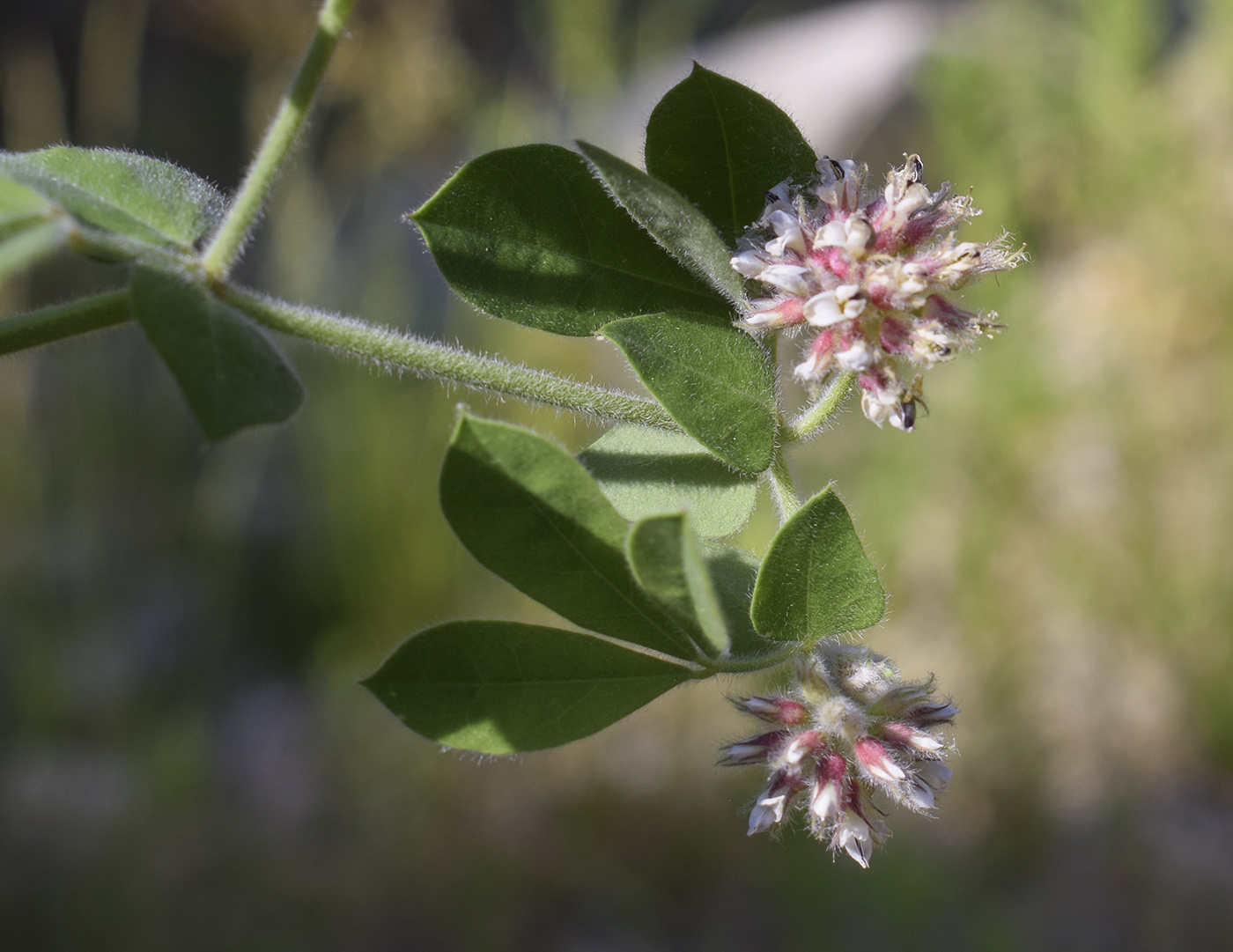 Изображение особи Dorycnium rectum.