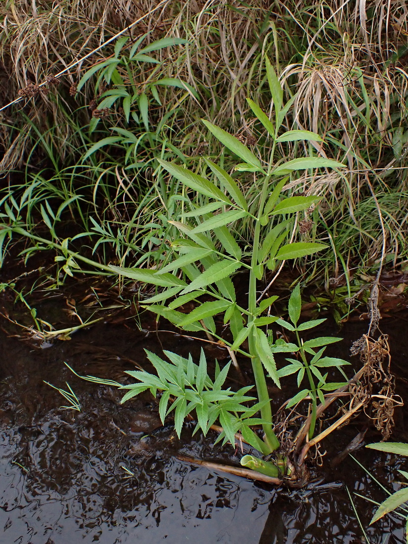 Image of Cicuta virosa specimen.