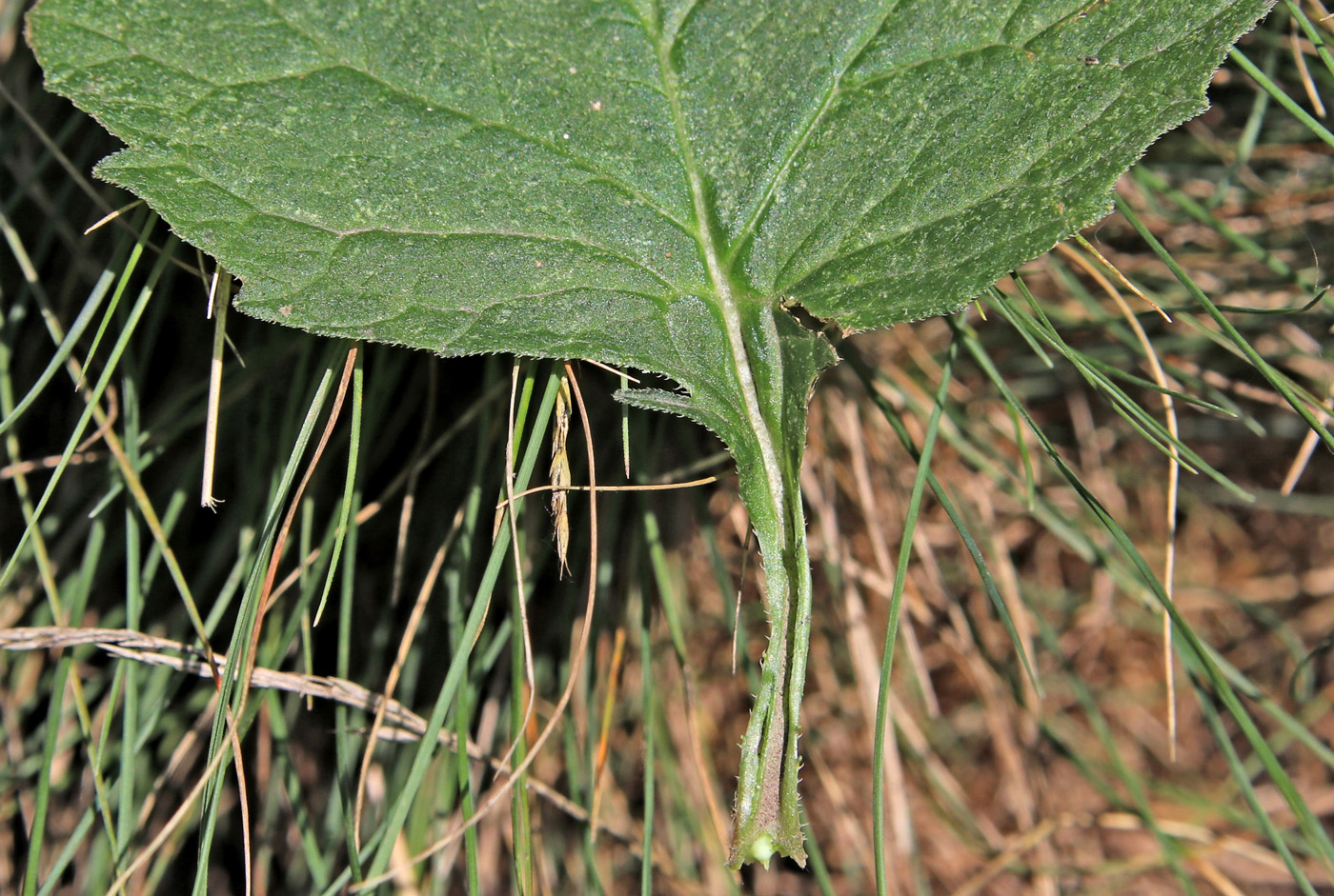 Изображение особи Campanula latifolia.