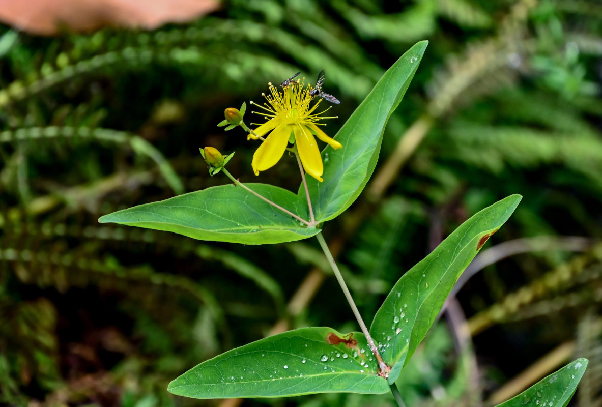 Изображение особи Hypericum grandifolium.