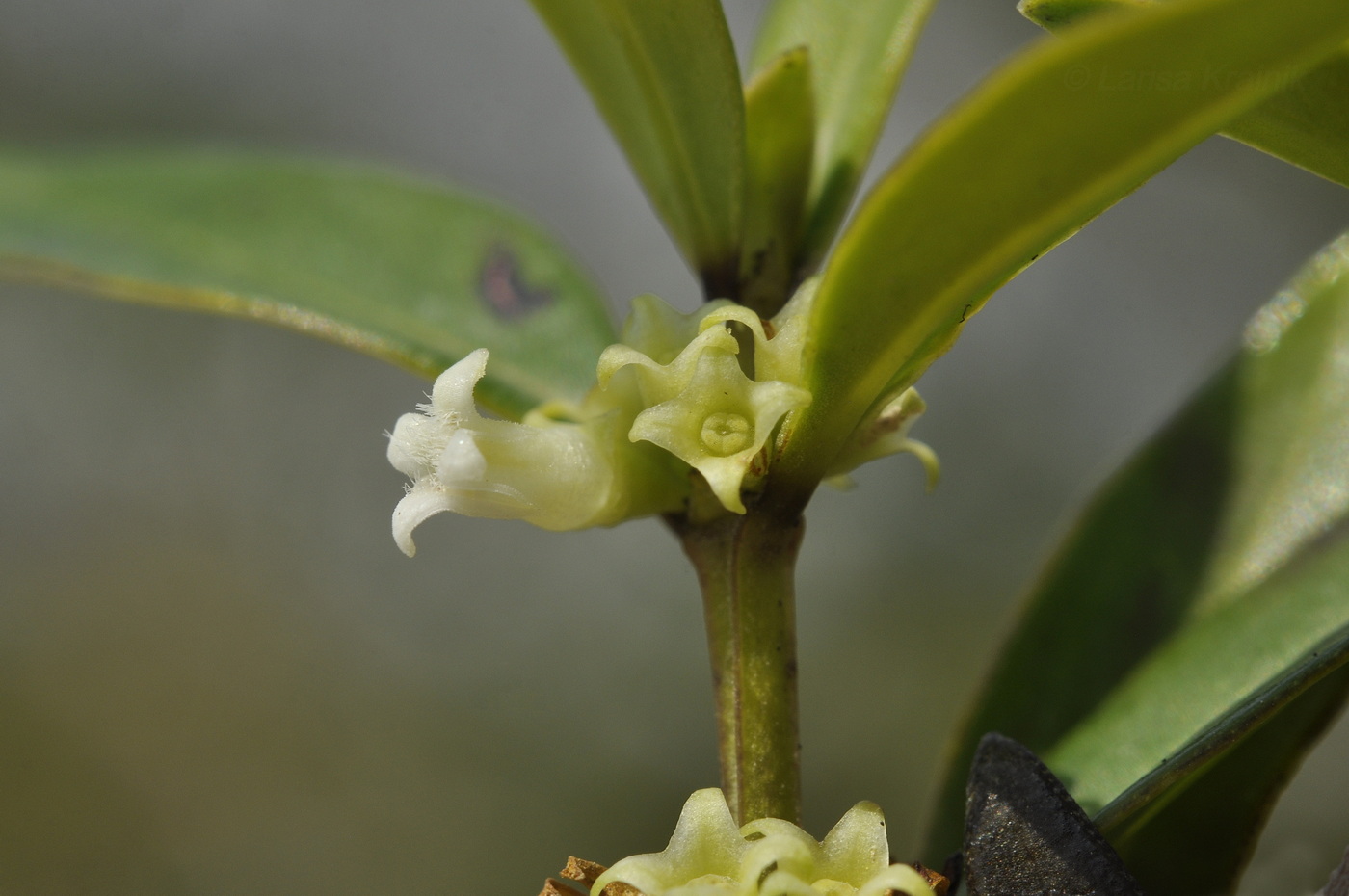 Image of familia Rubiaceae specimen.