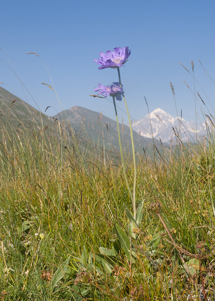 Image of Lomelosia caucasica specimen.