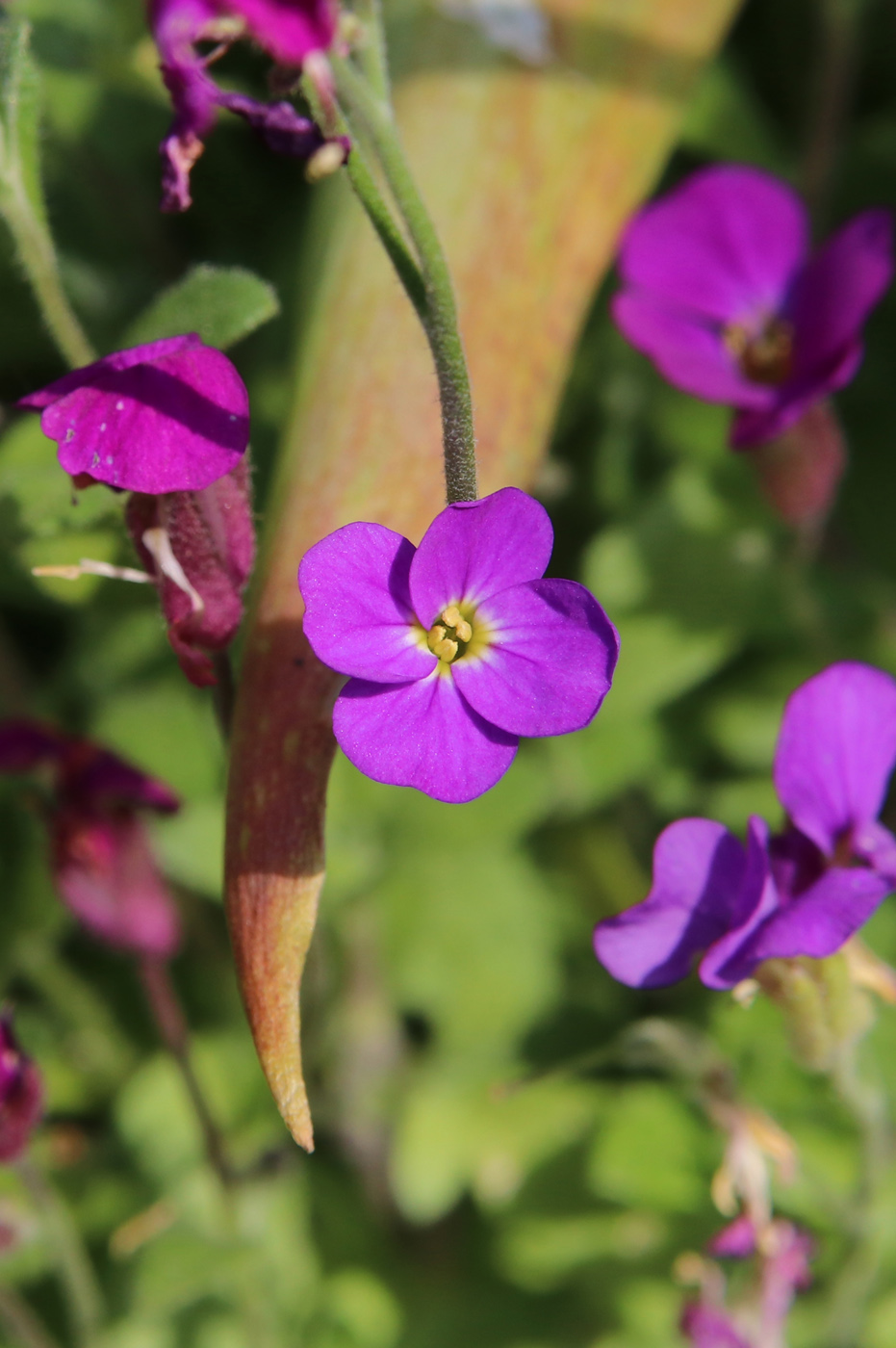 Изображение особи Aubrieta deltoidea.