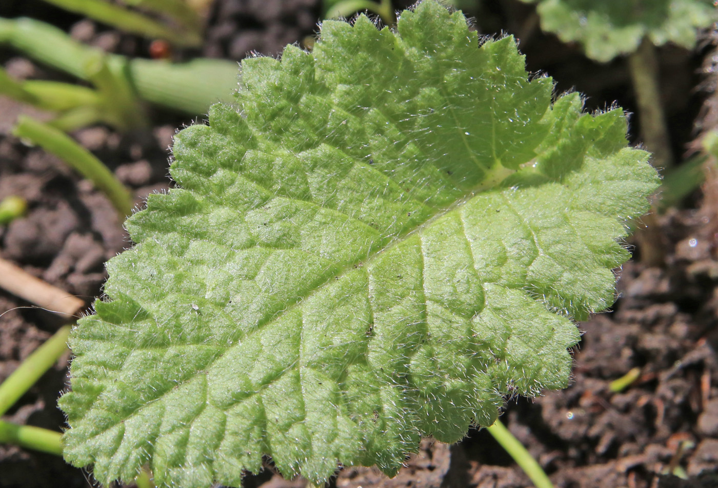 Image of Primula patens specimen.