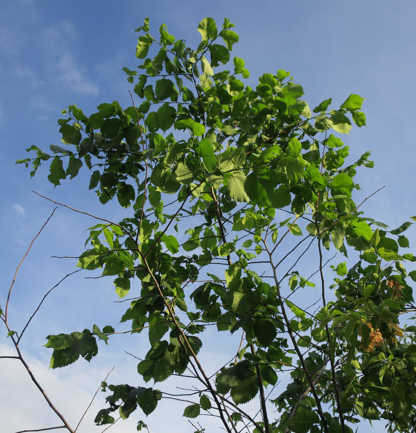Image of Ulmus glabra specimen.