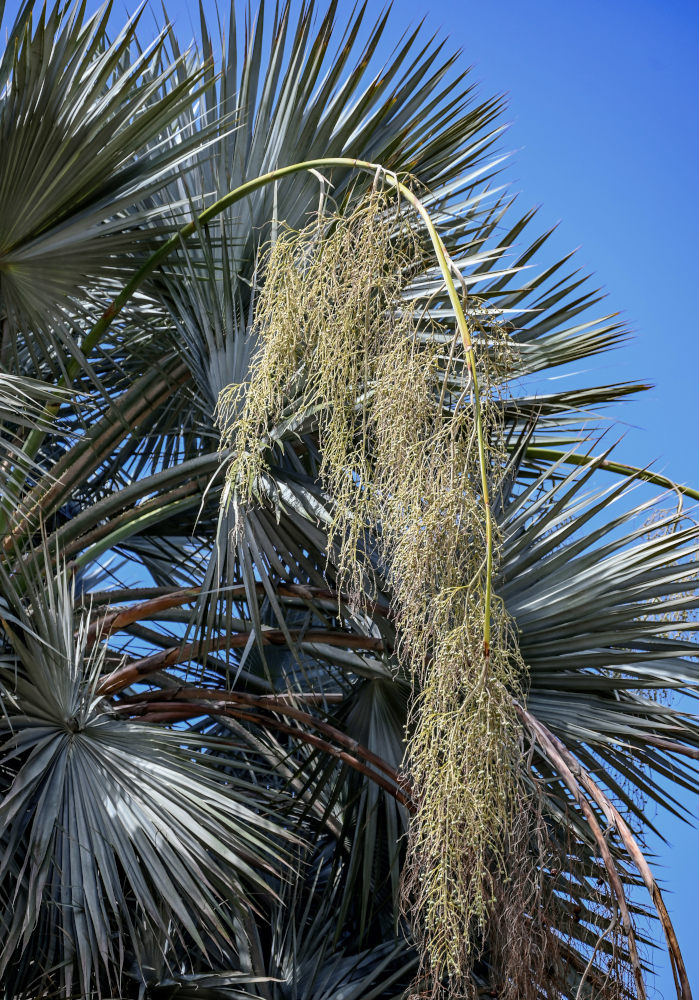 Изображение особи Brahea armata.