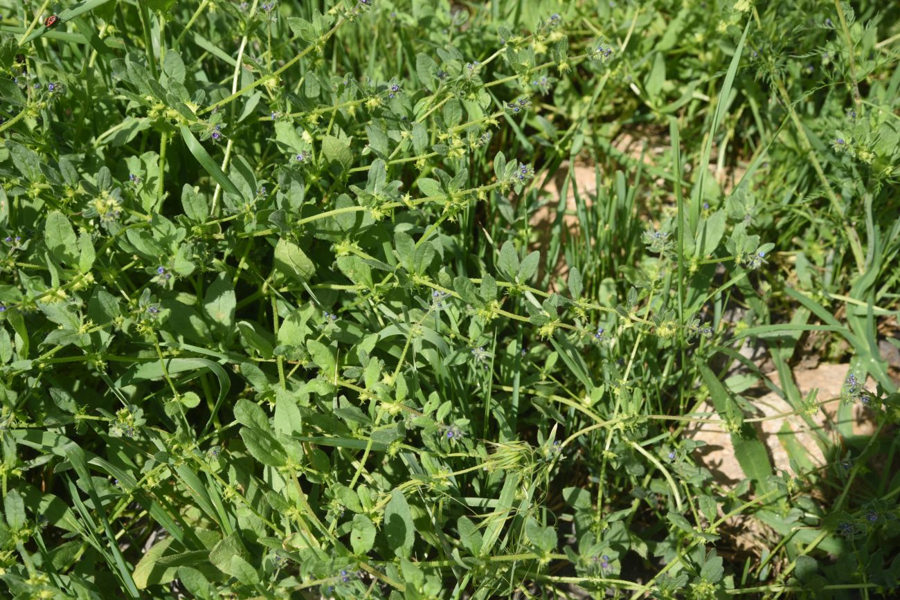 Image of Asperugo procumbens specimen.