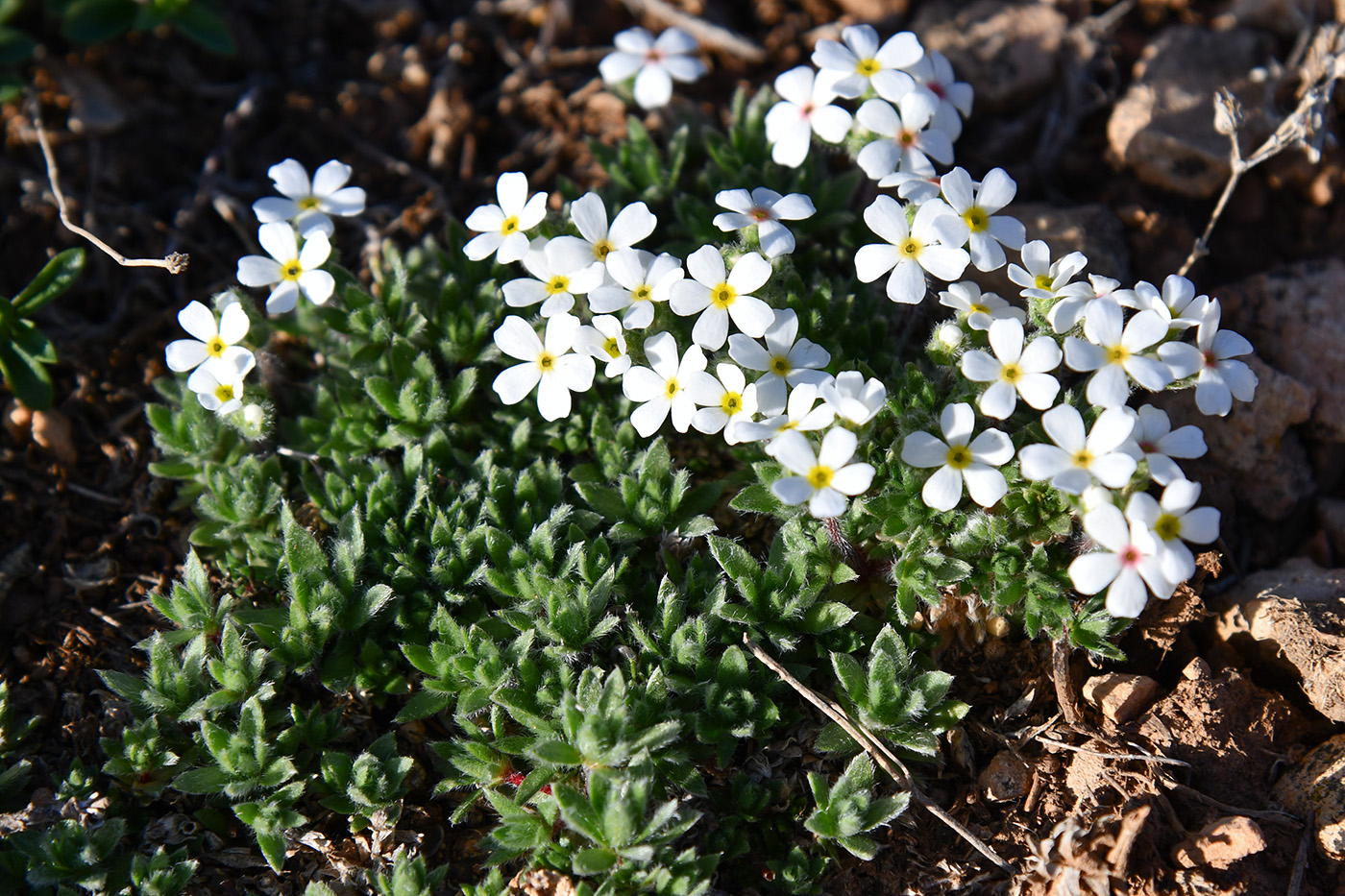 Image of Androsace incana specimen.
