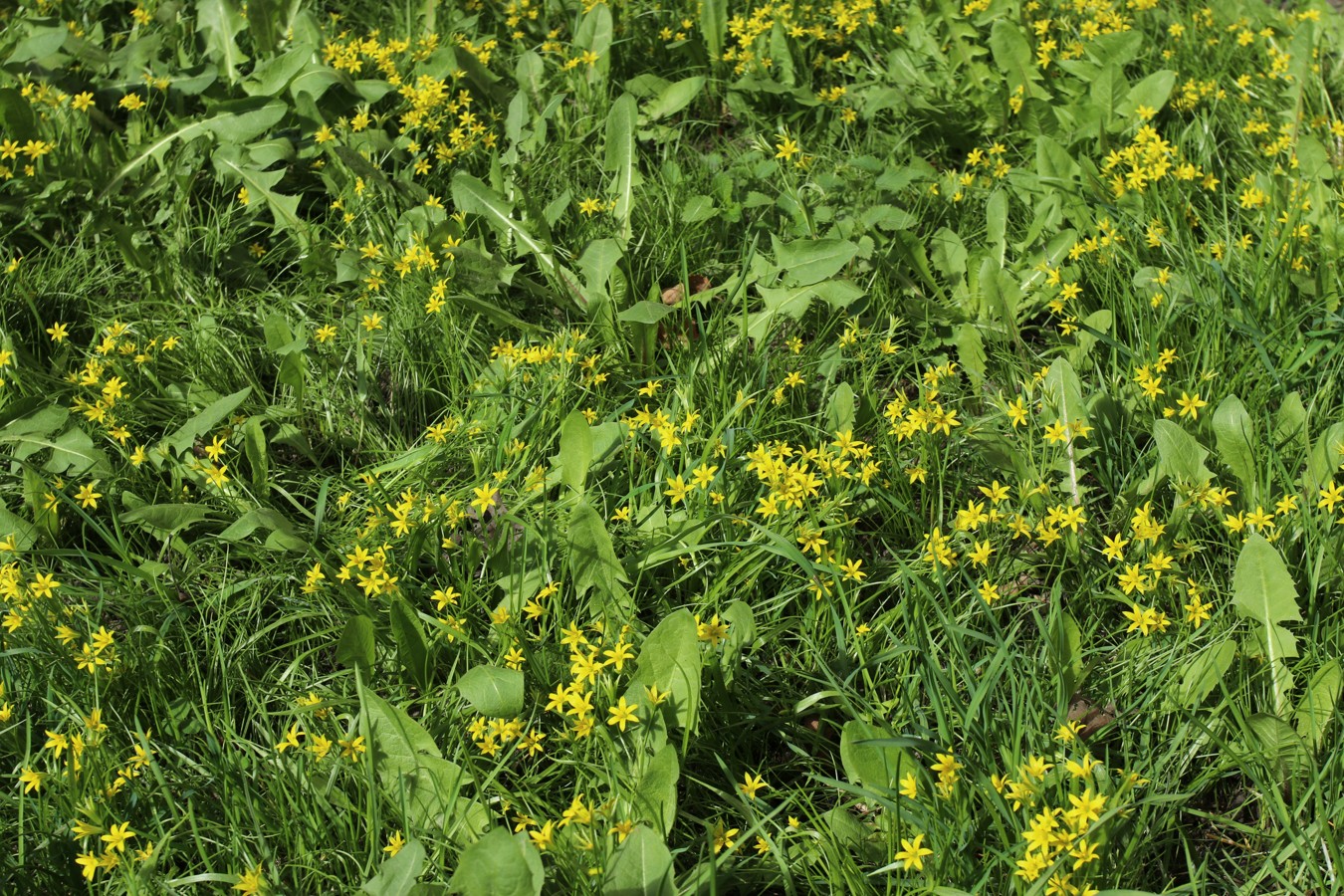 Image of Gagea minima specimen.