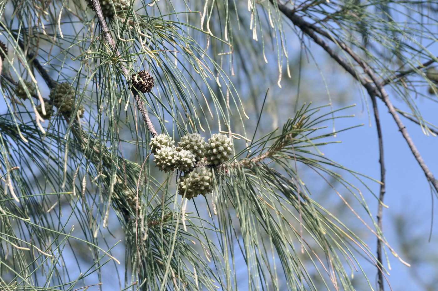 Изображение особи Casuarina equisetifolia.