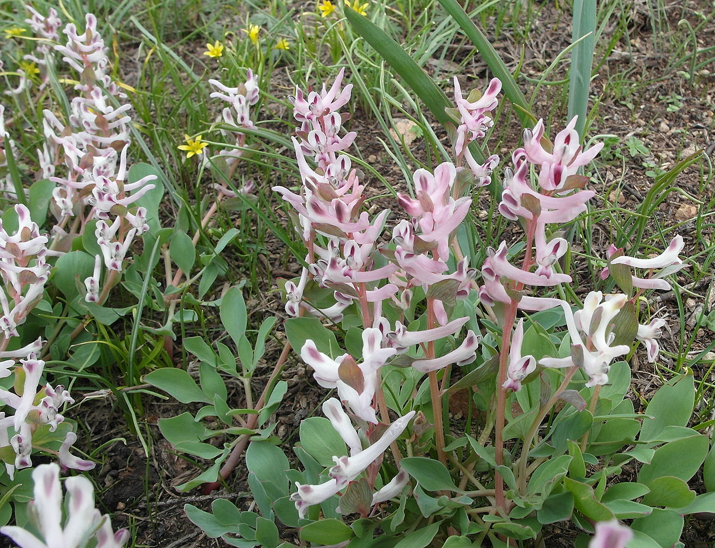 Изображение особи Corydalis ledebouriana.