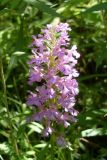Platanthera grandiflora