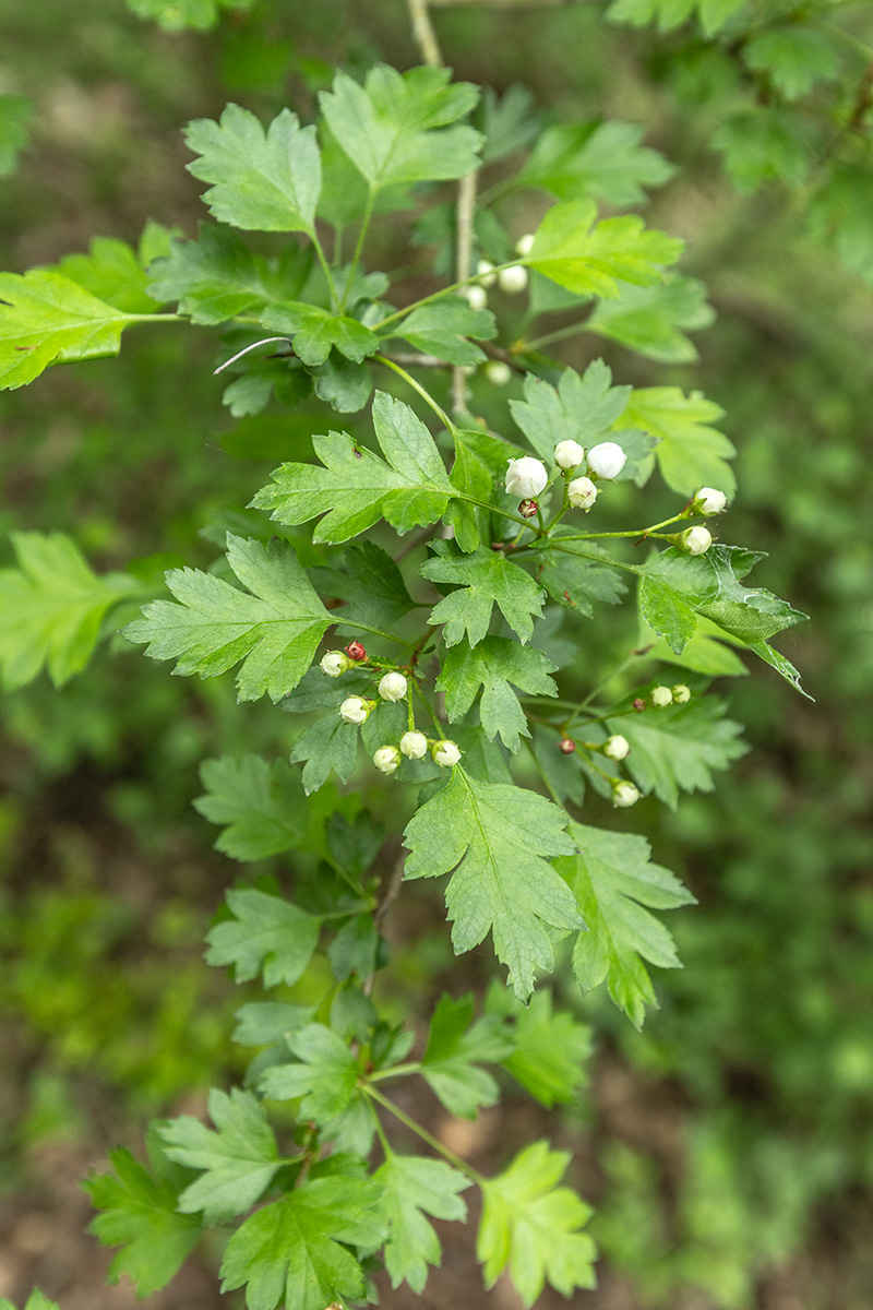 Изображение особи род Crataegus.
