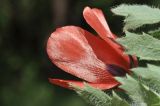 View full-size image Papaver hybridum