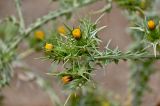 Scolymus maculatus