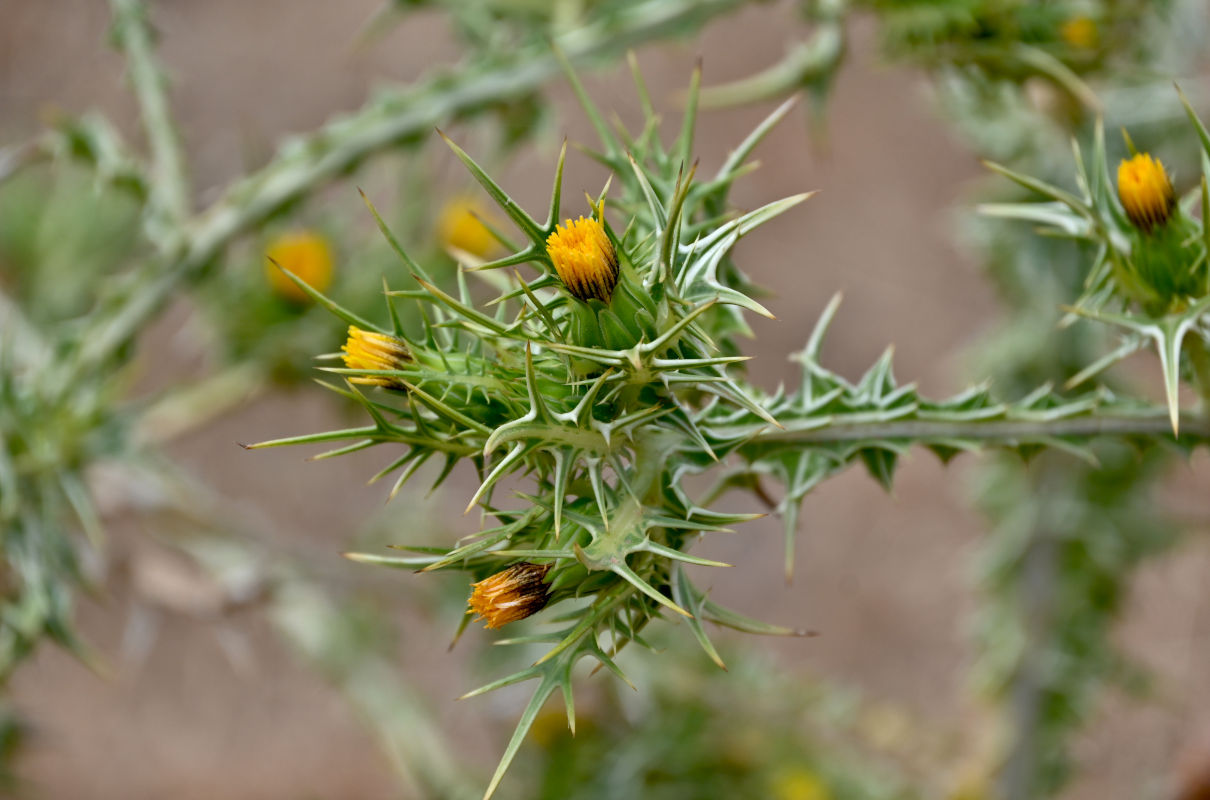 Image of Scolymus maculatus specimen.