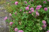 род Trifolium. Цветущие растения. Мурманская обл., окр. пос. Росляково, западный берег губы Чалмпушка, небольшой луг. 8 июля 2026 г.